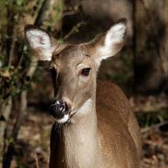 Whitetail doe in forest